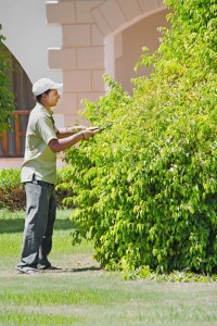 Специалист по благоустройству и озеленению территории29812